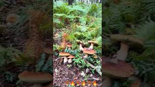 🍄‍🟫🔥🍄‍🟫🔥🍄‍🟫mushroom boletus pilze fungi porcini nature грибы forest грибочки білігриби [upl. by Asilaj]