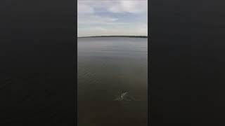 First ever pymatuning walleye walleyefishing walleye fishing lake pennsylvania bassfishing [upl. by Danais245]