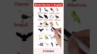 Birds Names in English english englishvocabularylearning shortsfeed esl [upl. by Dey]