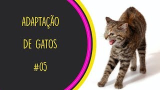 ADAPTAÇÃO DE GATOS  PARTE 05  SOLTANDO AOS POUCOS [upl. by Madaras]