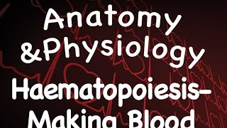 Cardiovascular System  Hematopoiesis  Making Blood 1303 [upl. by Maletta570]