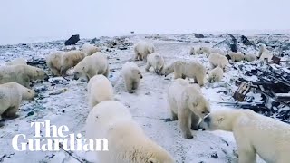 Polar bears invade Russian islands [upl. by Eelaroc364]