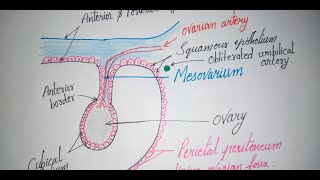 GROSS ANATOMY OF OVARY [upl. by Aitat]