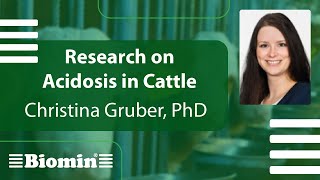 Research on Acidosis in Cattle [upl. by Drandell68]