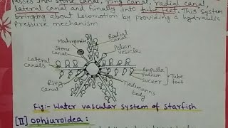 water vascular system in echinoderms notes Bsc [upl. by Nahsar]