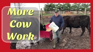 weaning calves new creep pen [upl. by Ednutabab692]