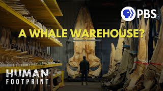 Inside the World’s ONLY Whale Warehouse 🐋 [upl. by Johannessen]