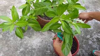 How to plant Gynura Procumbens Longevity Spinach from cuttings  Gynura Procumbens in pots [upl. by Anelad255]