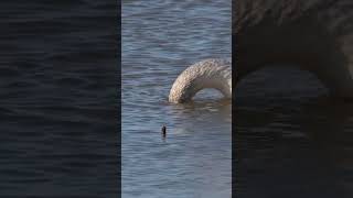 Trumpeter Swan with its long neck forages under water Swan nature birds [upl. by Birdie456]