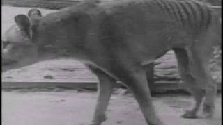 Historical thylacine Tasmanian Tiger film 5  Beaumaris Zoo Hobart 19 December 1933 [upl. by Anerys]