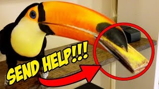 My Pet Toucan Keeps Stealing My Wallet SEND HELP [upl. by Lerual]