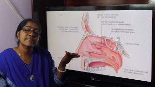 Lecture On Paranasal Air sinuses [upl. by Nnaeoj]