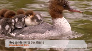 Goosander or Merganser Mergus merganser ♀ with Ducklings 5 [upl. by Nauj220]