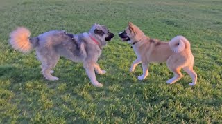 Pixie Plays at Spanish Fork Dog Park May 26 2024  Caucasian Ovcharka Dog  Caucasian Shepherd [upl. by Ecyt]