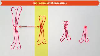 TYPES OF CHROMOSOMES BASED ON THE POSITION OF CENTROMERE [upl. by Charlton]