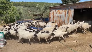 BİR KOYUNLA BAŞLADI KISA ZAMANDA 150 ANAÇLIK SÜRÜ YAPTISAKIZ KOYUNU BİRER MAKİNA [upl. by Lyn93]