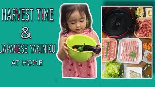 HARVEST TIMEJAPANESE YAKINIKU AT HOMEDAILY LIFE IN JAPAN—Shy’z Vlogs06 [upl. by Gentes]