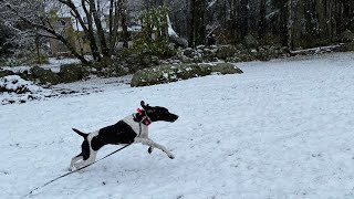 Proofing Coconut’s Recall Pt 2  German Shorthaired Pointer Training [upl. by Yar4]