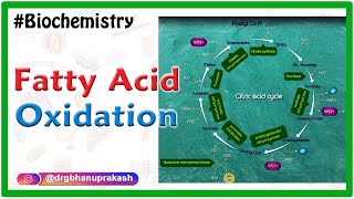 Fatty AcidOxidation  Beta oxidation of fatty acids  Biochemistry Animations [upl. by Cleodel804]