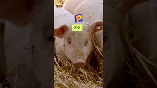 ABC Animals Mammals Song  Letter P and Q  Learn English Alphabets and Animals for Kids abcd [upl. by Ynelram]