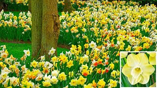 How to Plant Daffodil in the Border Spring Garden Guide [upl. by Kresic552]