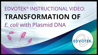 Transformation of E coli with Plasmid DNA  Edvotek Video Tutorial [upl. by Hsina]