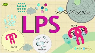 What is LPS signaling  Know Everything  Basic Science Series English [upl. by Rimidalg577]