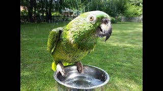 Stuff my 50 year old parrot says Warning a little salty at the end Instagram babybirby [upl. by Tuinenga]