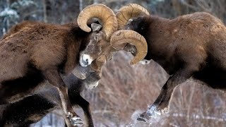 Bighorn Sheep Rut  The Mating Chase [upl. by Iel4]