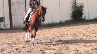 DramatikerBlack Magic Boy gelding  2009 for sale [upl. by Nuahs]