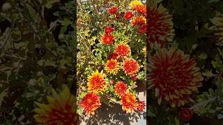 CHRYSANTHEMUMS chrysanthemumplant chrysanthemumgarden chrysanthemumflower flowers mygardenview [upl. by Nesaj]