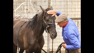 Monty Roberts  The True Horse Whisperer in São Paulo [upl. by Allimac]