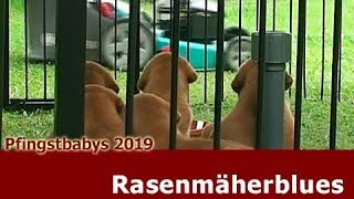 Rasenmäherblues [upl. by Denice356]