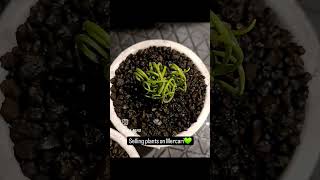 Albuca concordiana amp spiralis💚 plants capebulb albuca plantlover short ケープバルブ [upl. by Kovar139]