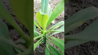 euphorbia nerifolia medicinal plantvideo shorts nature [upl. by Melnick]