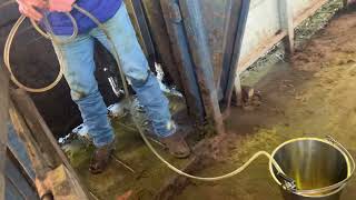 A Nice Simple Cow Abscess [upl. by Robert]