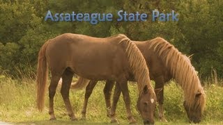 Assateague State Park [upl. by Reeba]