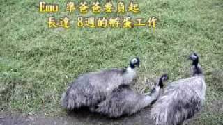 Emu pair mating at Taipei Zoo 臺北動物園的鴯鶓想當爸爸囉！ [upl. by Benedetta]