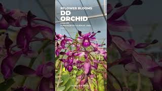 Anggrek Spesies berbunga DD Orchid Nursery orchid taurinum sutiknoi Leporinum stockelbuschii [upl. by Airamasor]