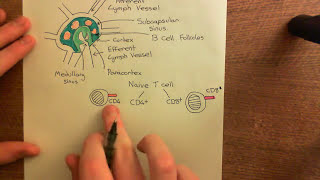 Corticosteroids for Asthma Part 2 [upl. by Neahs]