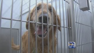 49 dogs euthanized at Mobile County Animal Shelter [upl. by Epilef]