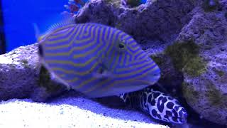 Undulated Triggerfish [upl. by Vida976]