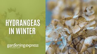 Hydrangeas in Winter  What to expect and how to care for a hydrangea [upl. by Hereld]