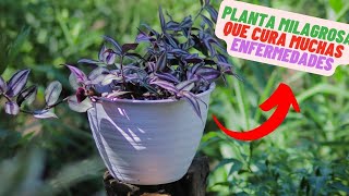 Tradescantia Zebrina La Planta Mágica que Revolucionara Tu Vida y tu hogar VALE oro [upl. by Valenza]