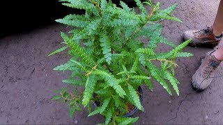 TreeTipTuesday  Comptonia peregrina Sweetfern [upl. by Ahsirak498]