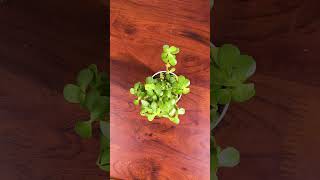 Leaf  Plant  Trending Video [upl. by Onitnelav]