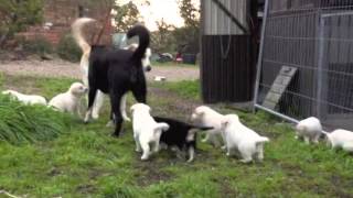 Blonde Border Collie Puppies [upl. by Esinet]