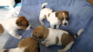 Purebred Jack Russell puppies 3 weeks [upl. by Rosmunda]