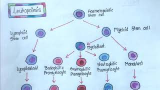 LEUKOPOIESIS  Easy Explanation [upl. by Rombert]