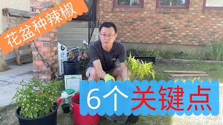 花盆种辣椒的6个关键点：花盆，土壤，品种，施什么肥料，如何浇水，最佳光照时间 [upl. by Millar]